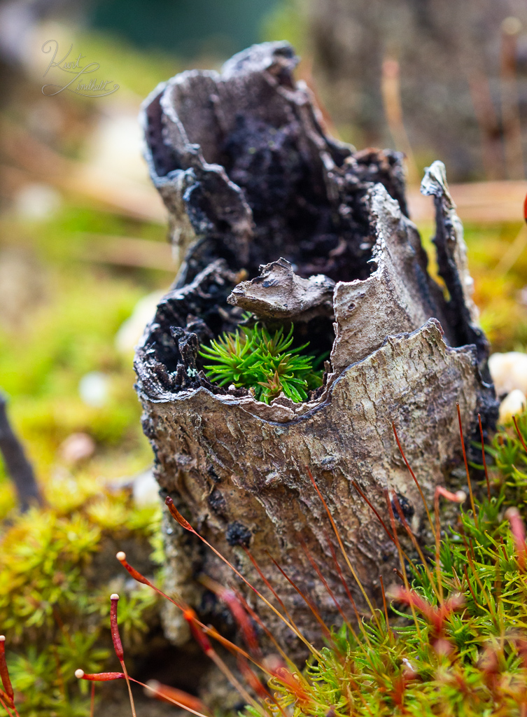 cozy-stump