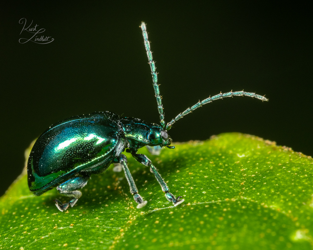 grape-flea-beetle