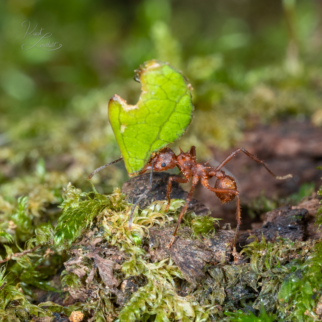 ant-with-leaf