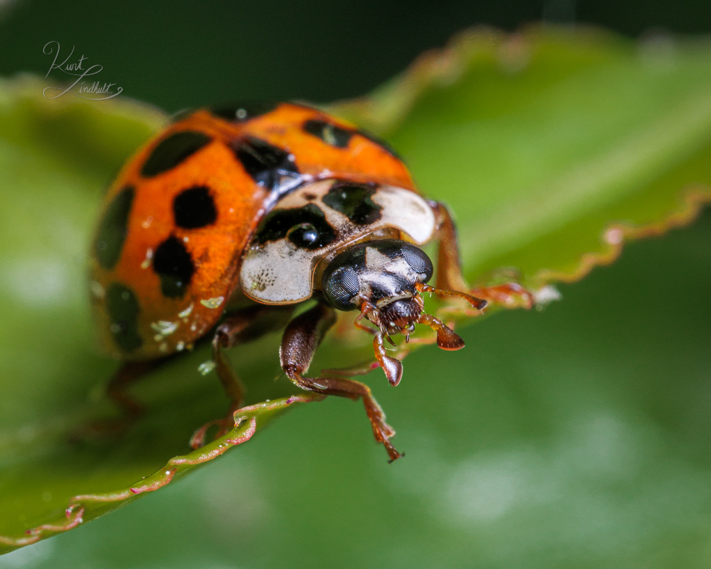 lady-beetle