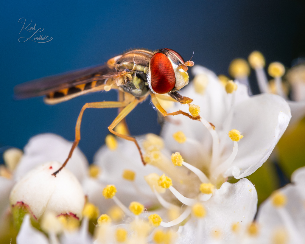 fly-margined-calligrapher