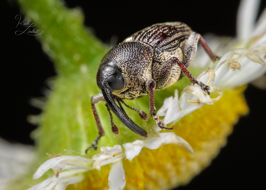 weevil-daisy