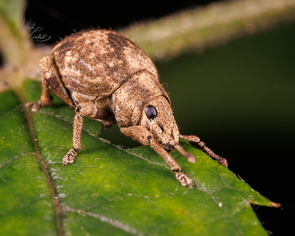 weevil-2-banded-jap