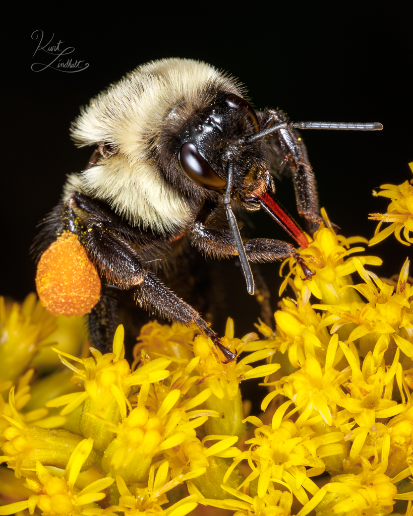 bee-pollen-yellow