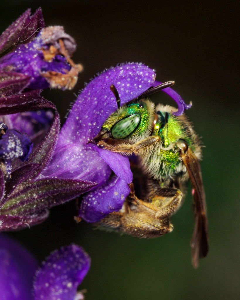 sweat-bee-green