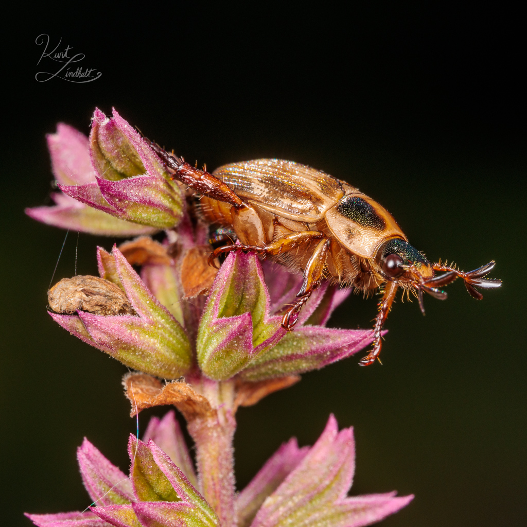 chafer-beetle-fan-antennae