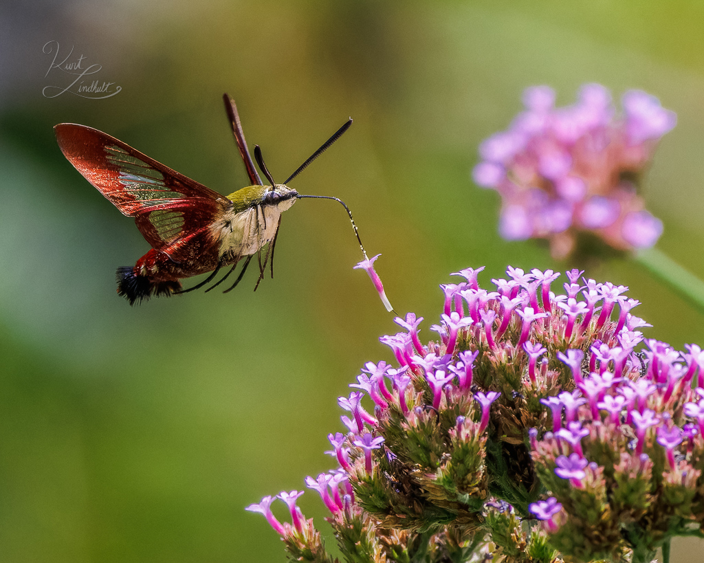 hummingbird-moth-flower