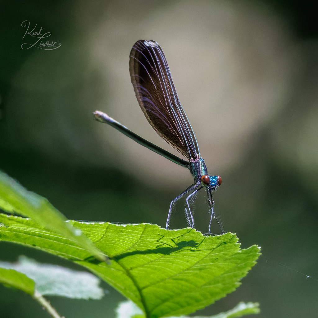 damsel-fly-leaf