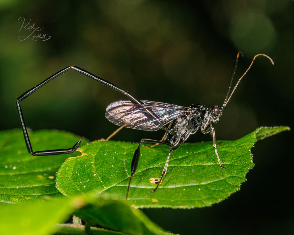 wasp-long-butt