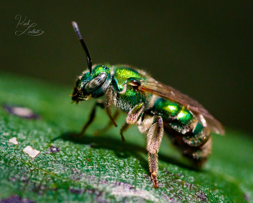 sweat-bee-stockings