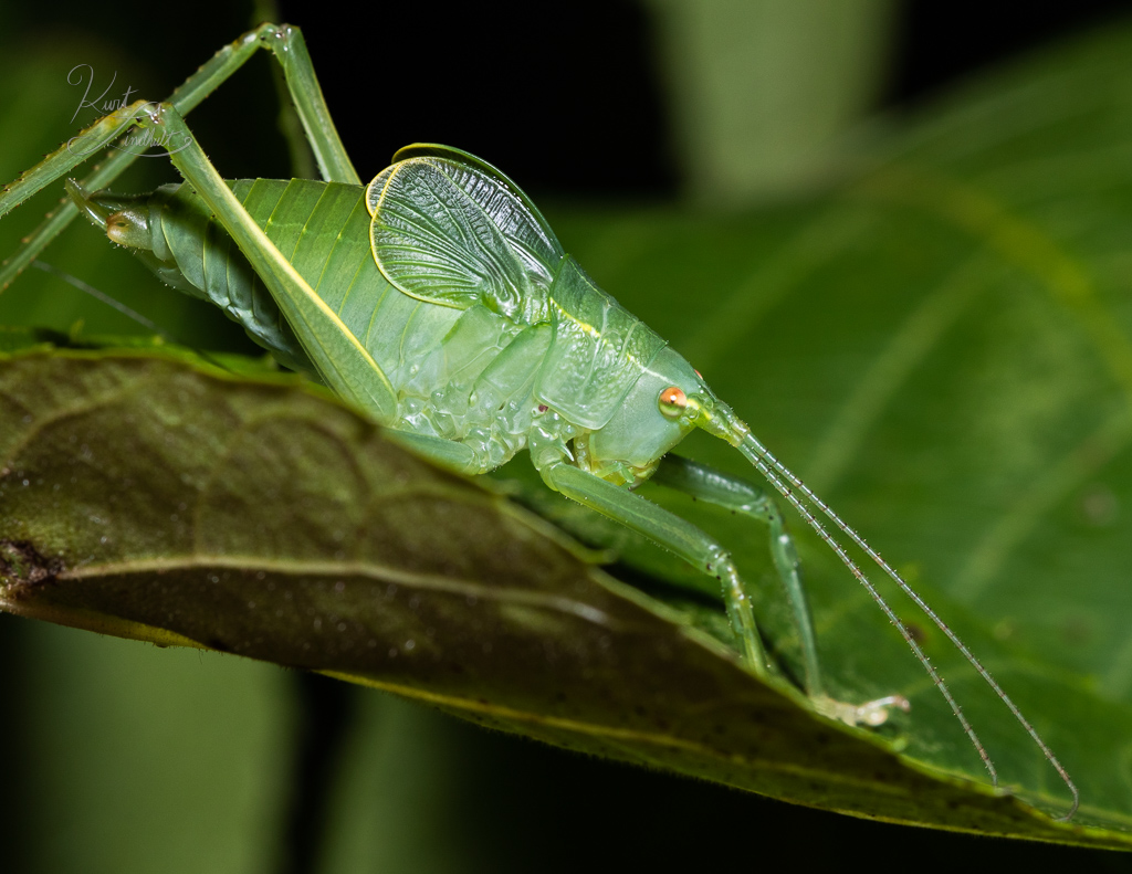 katydid-side