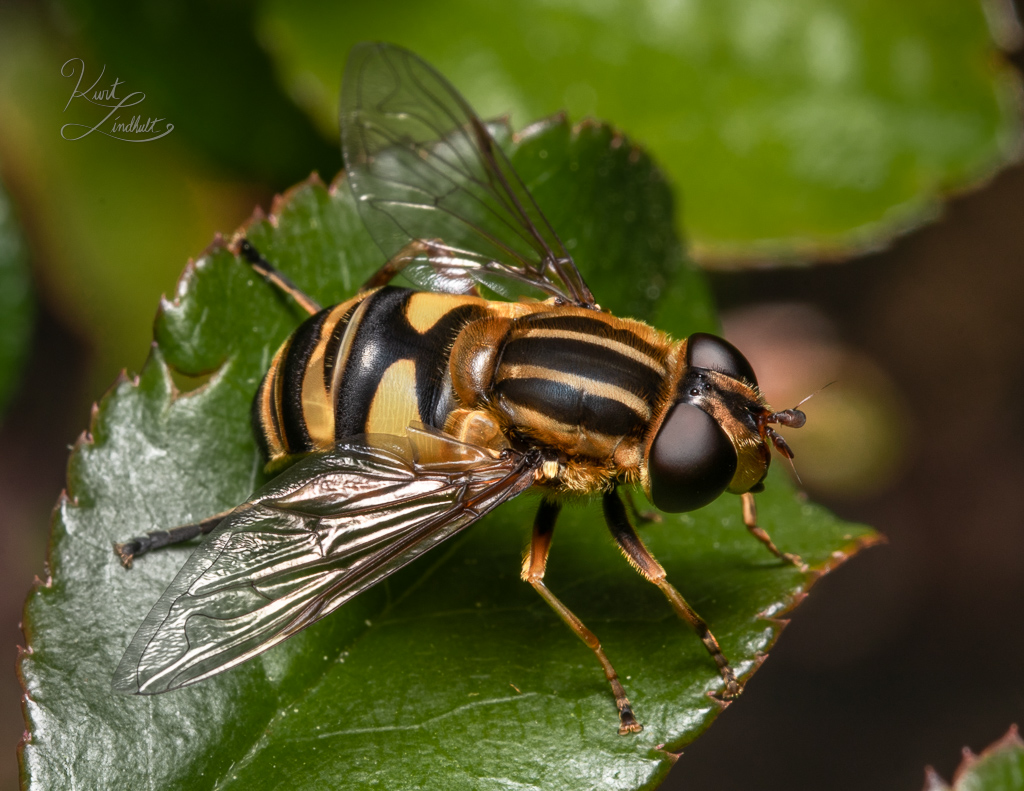 fly-yellow-leaf