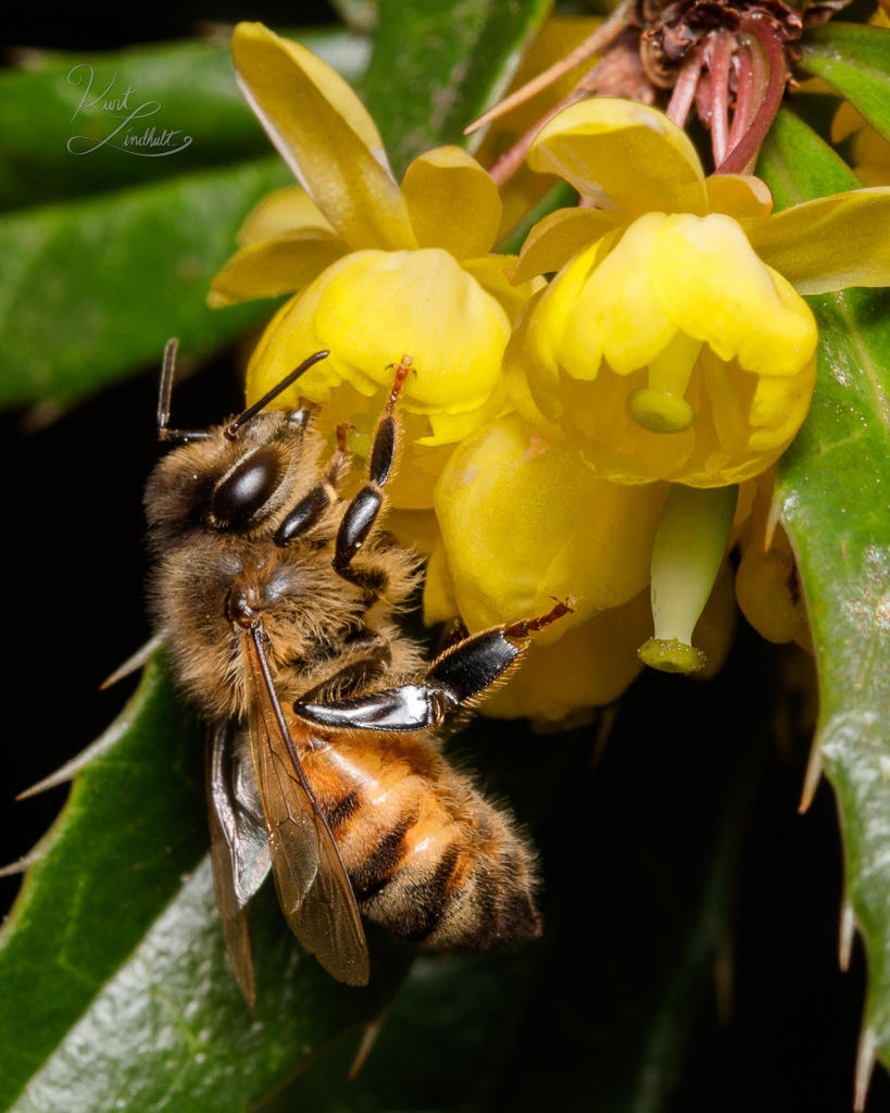 bee-flower-UP-apartment