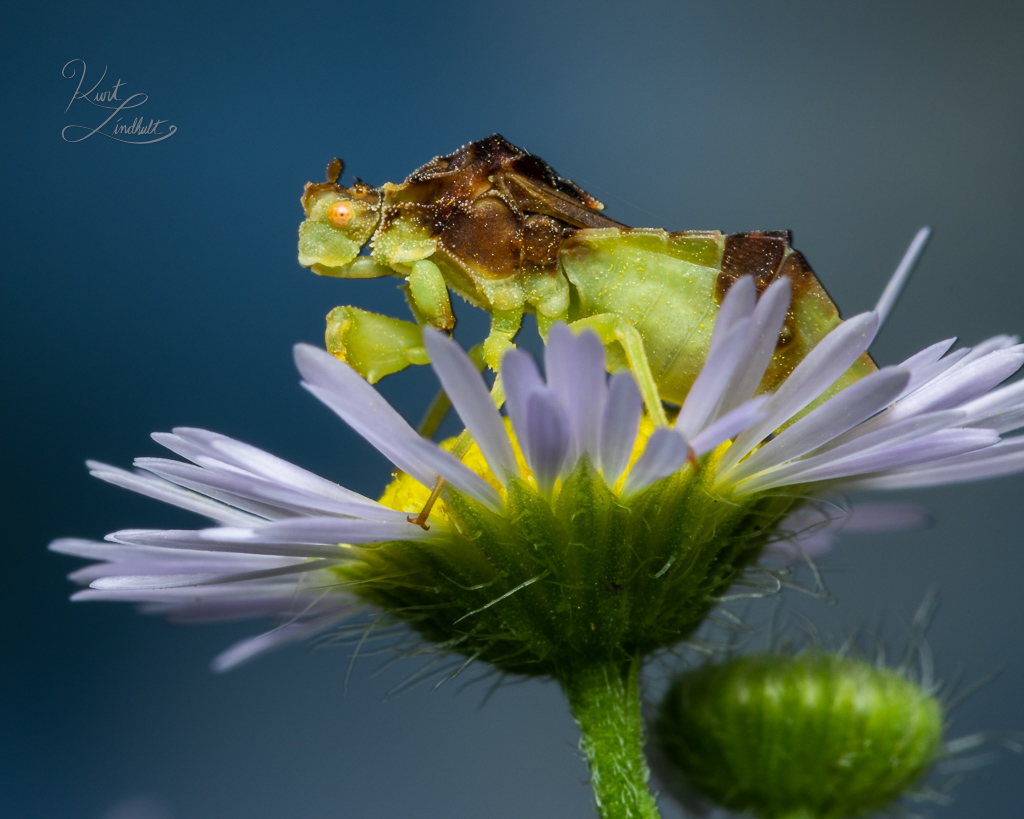 ambush-bug-flower