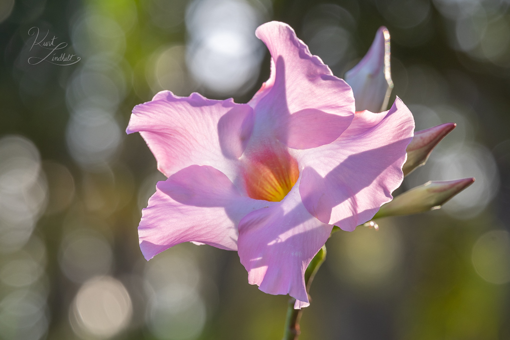 CR23-backlit-flower