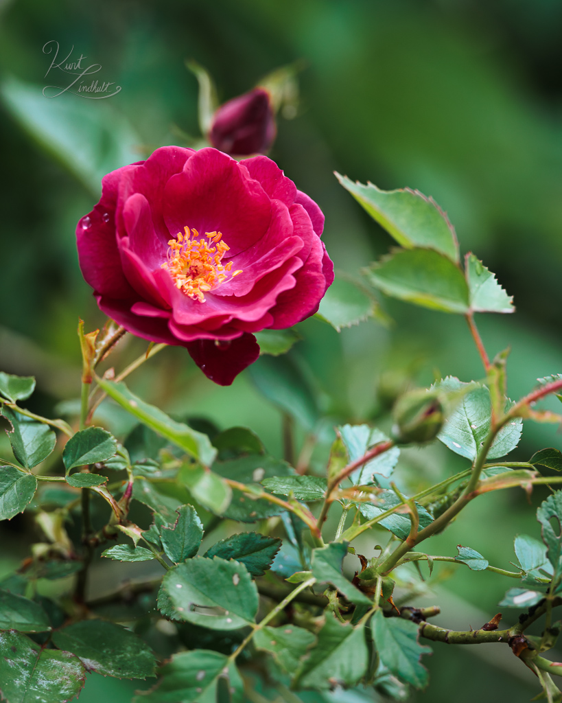 Red-flower-thorns