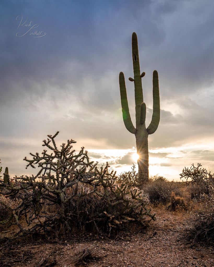 AZ20-cactus-sunrise