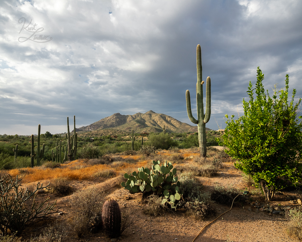 AZ20-cactus-mountain