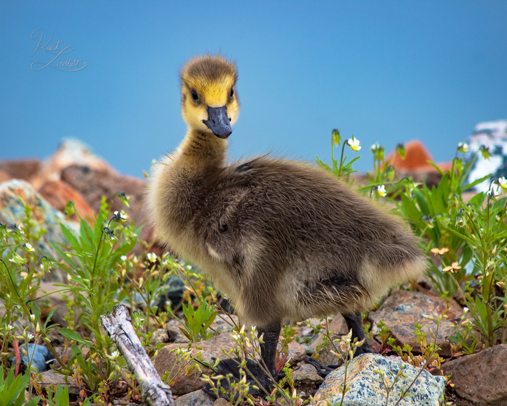 gosling