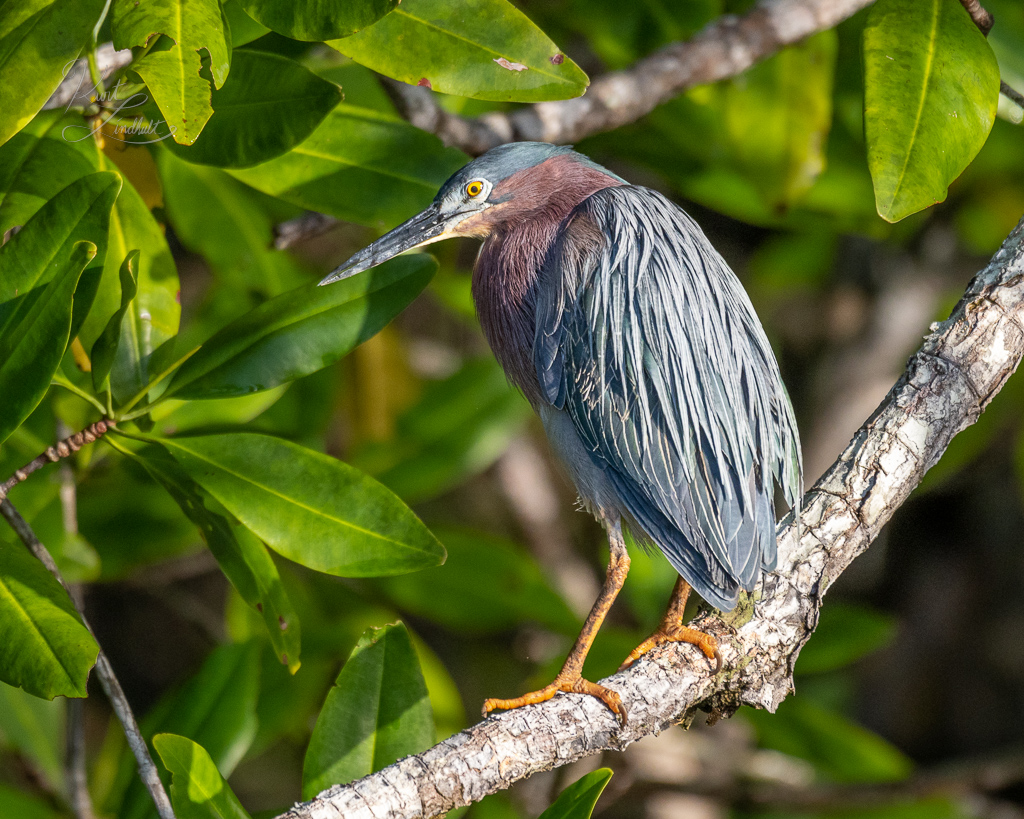 CR23-Green-heron