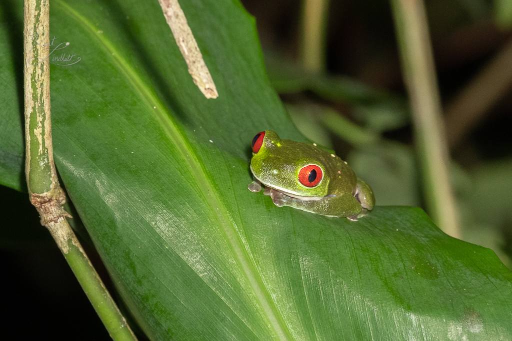 CR23-tree-frog