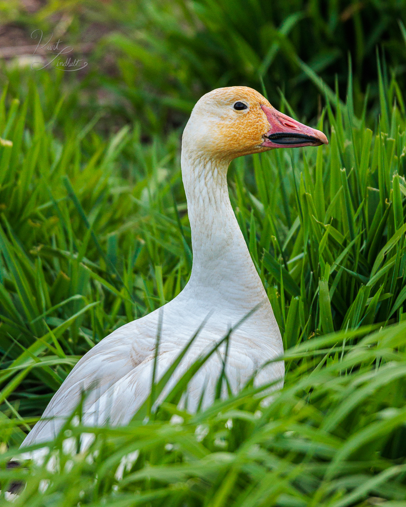 snow-goose