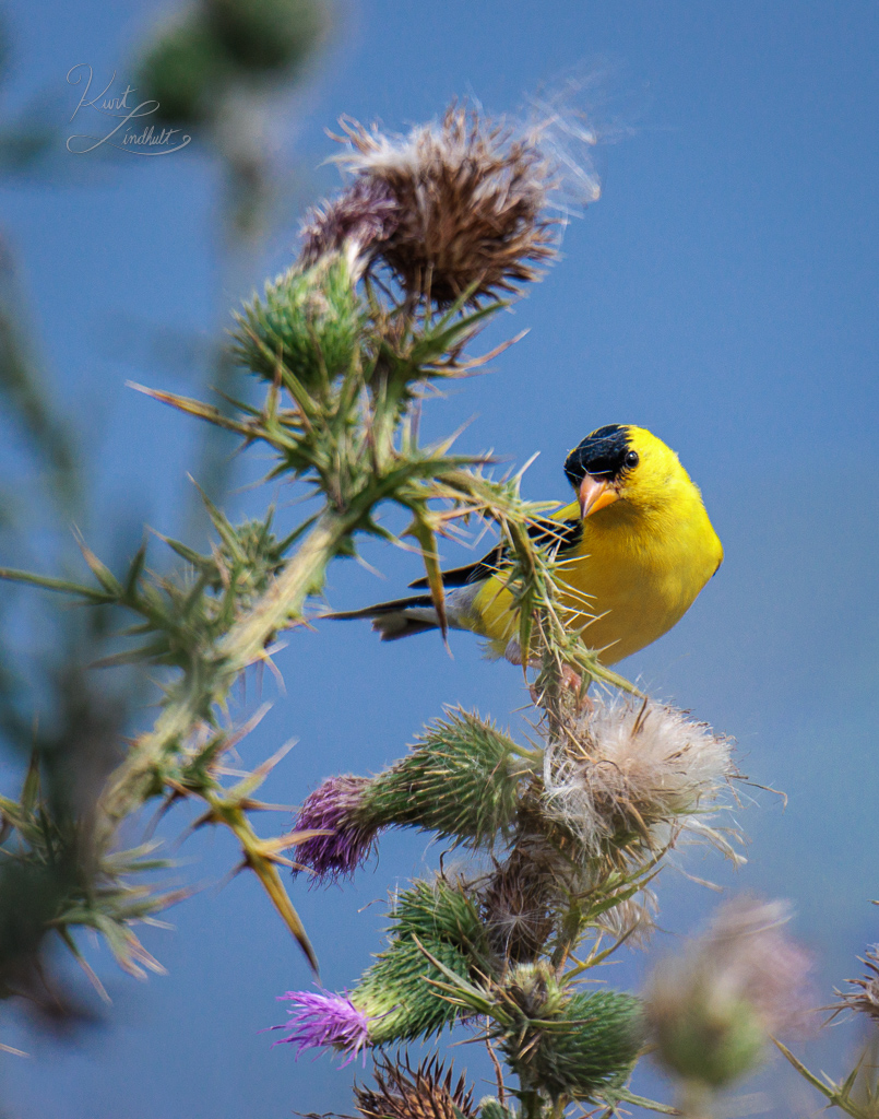 goldfinch