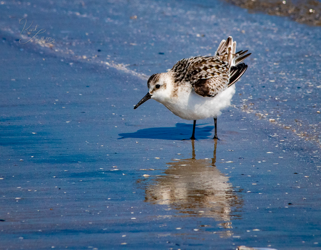 Shore-sandpiper-fluff