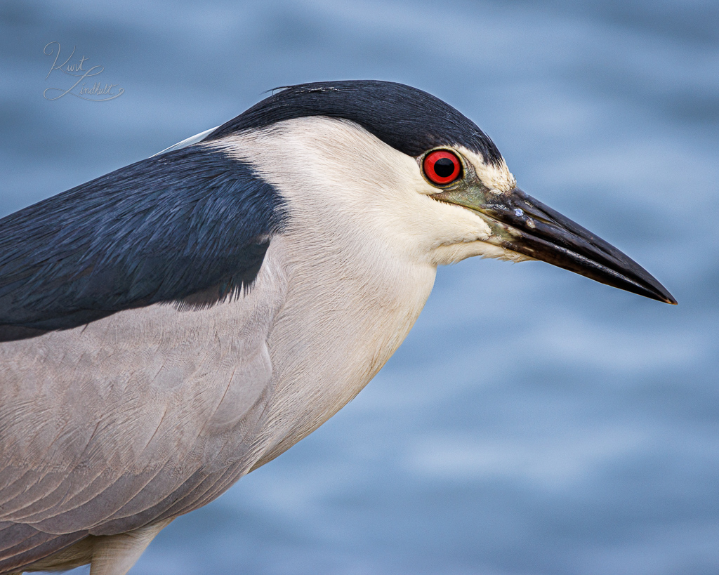 night-heron-close