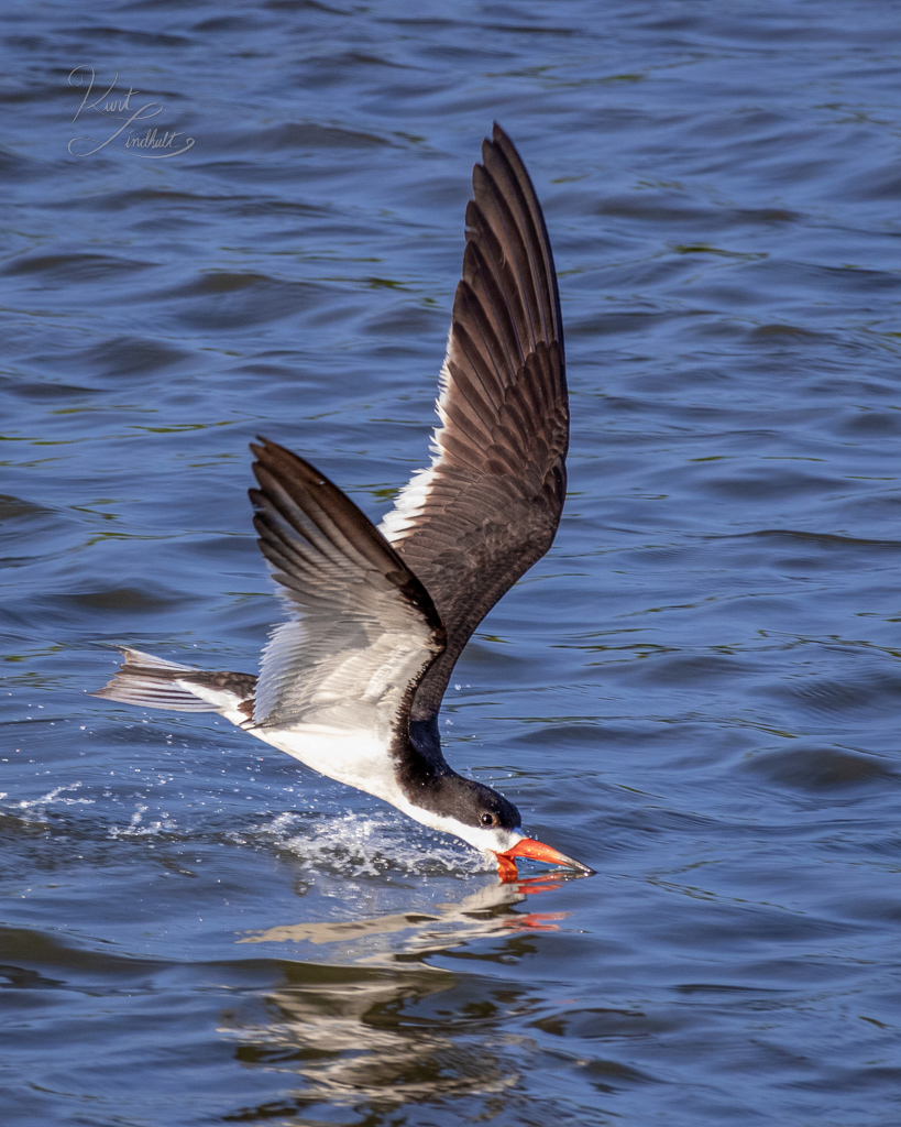 skimmer-in-flight