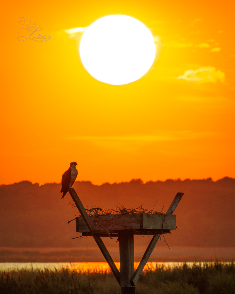 osprey-sunset