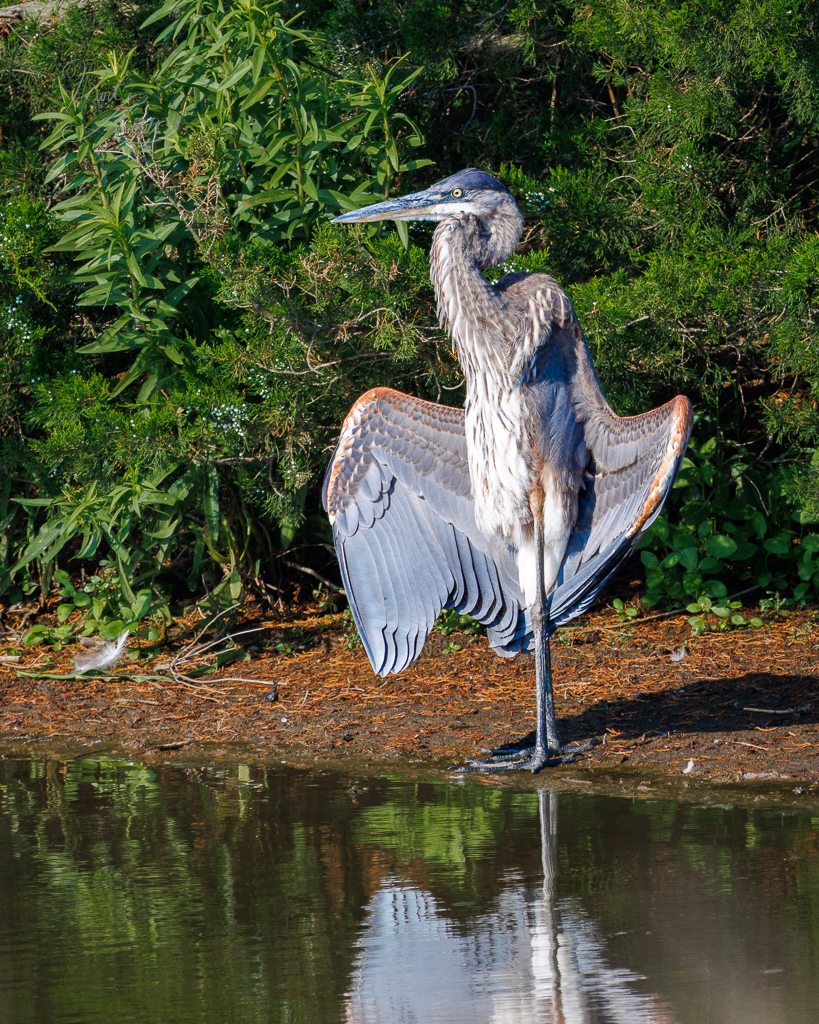 heron-wings-out