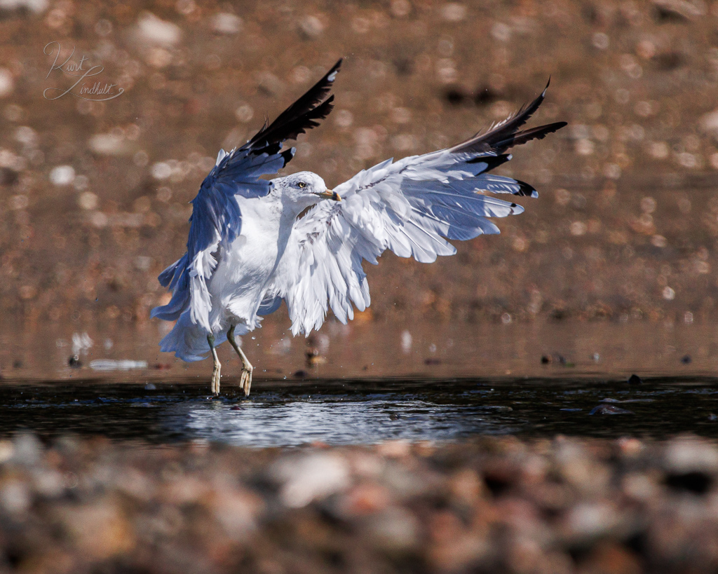 gull-water-takeoff