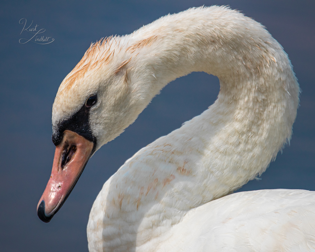 swan-neck