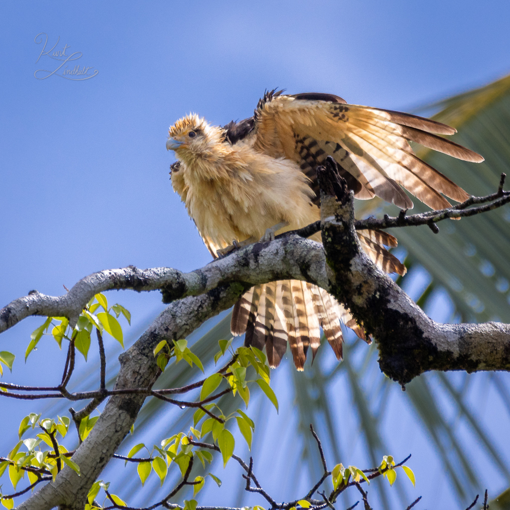 CR23-hawk-backlit