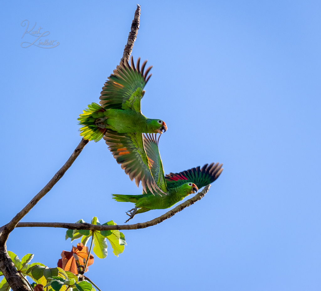 CR23-parrots